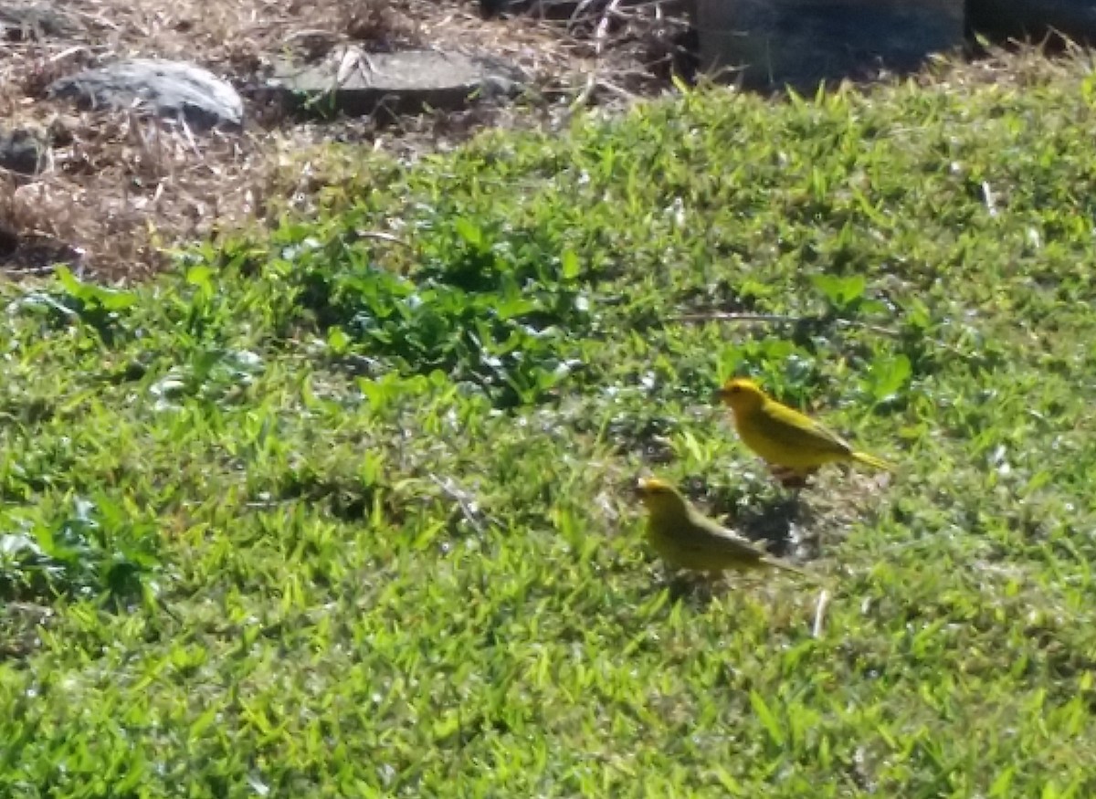 Saffron Finch - ML142917191