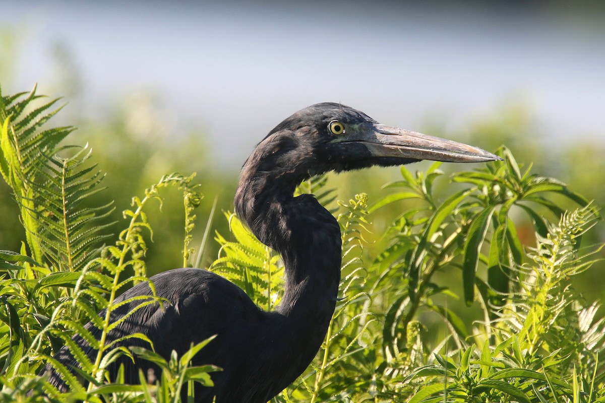 Humblot's Heron - Stephen Gast