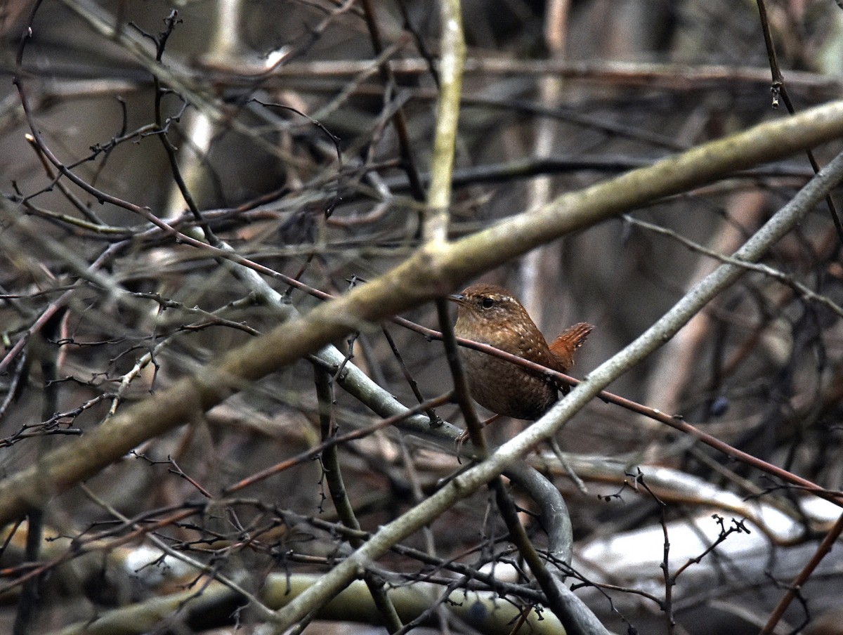 Winter Wren - ML142918631