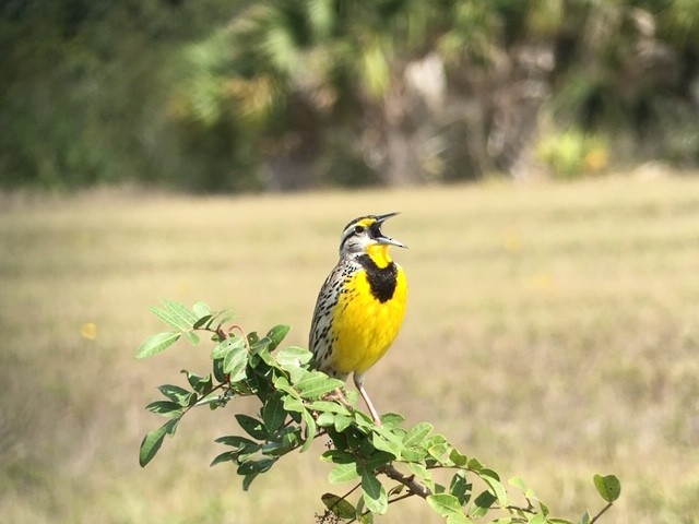 Eastern Meadowlark - Robert Paul (Camp)