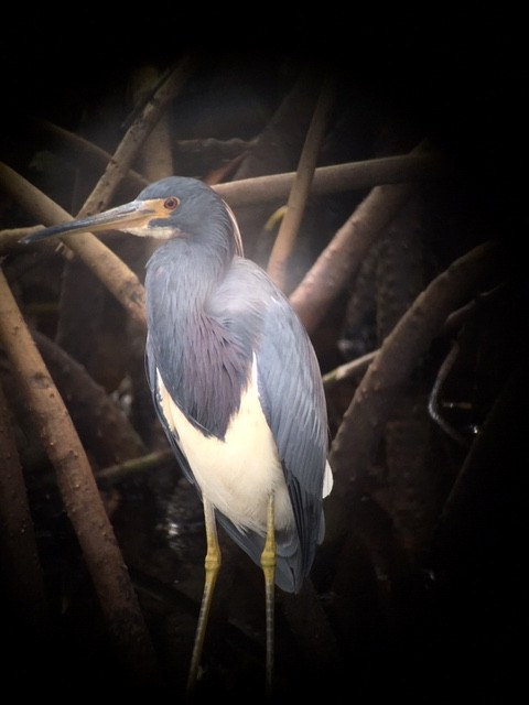 Tricolored Heron - Robert Paul (Camp)