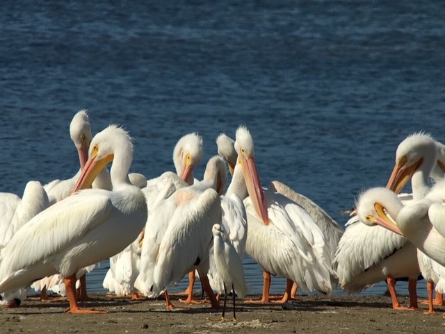 pelikán severoamerický - ML142921511