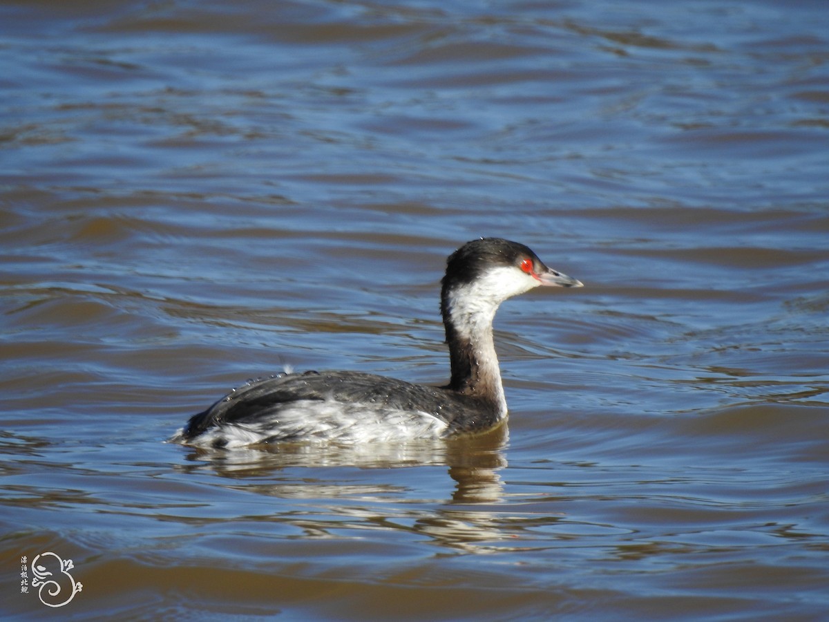 טבלן לבן-לחיים - ML142921521