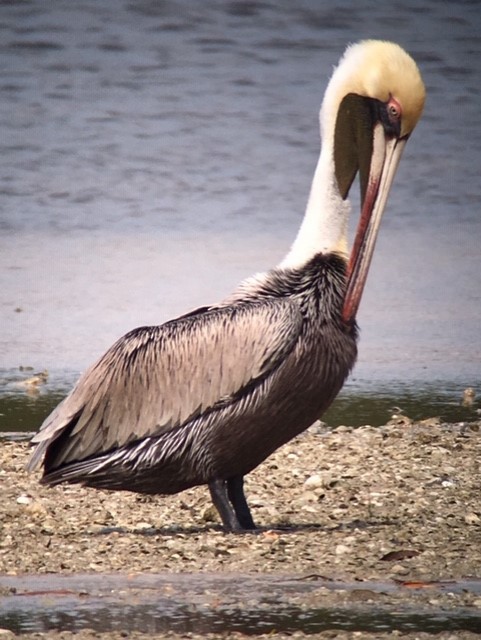 Brown Pelican - Robert Paul (Camp)