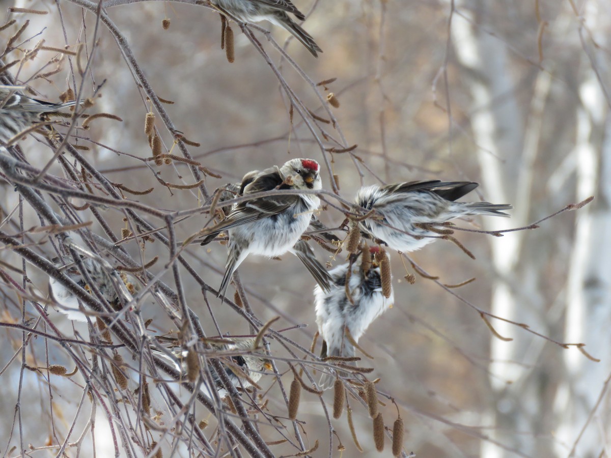 Common Redpoll - ML142921571