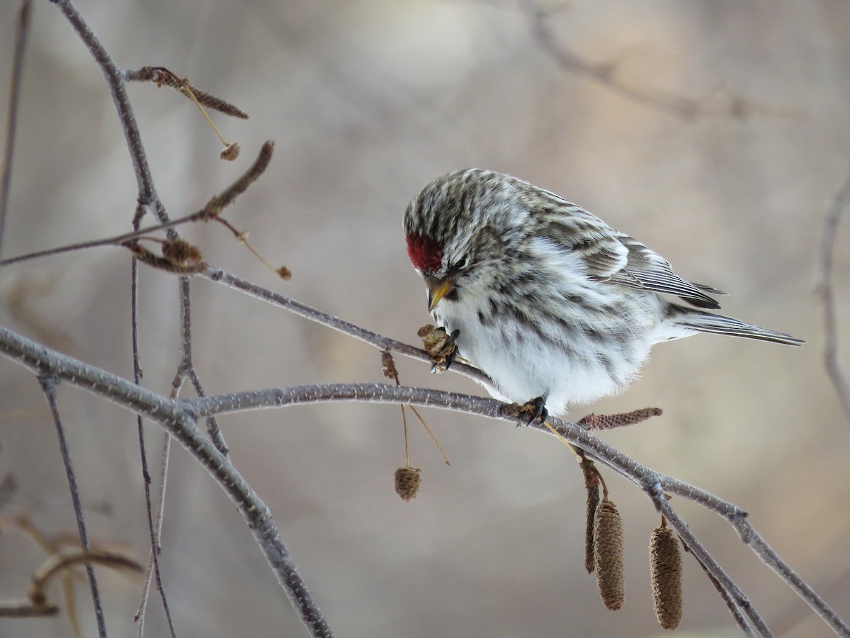 Common Redpoll - ML142921601