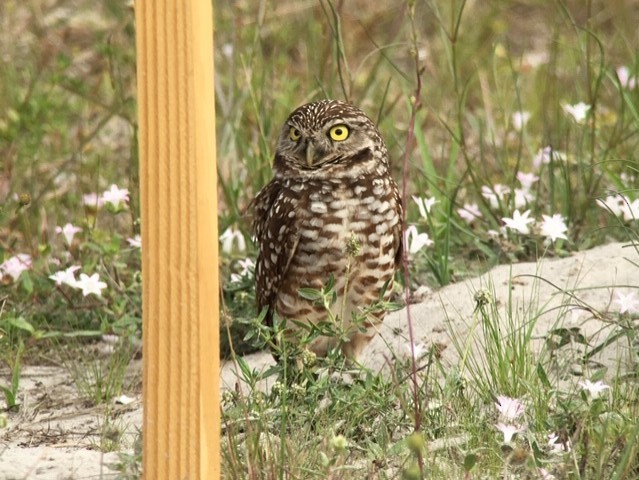 Burrowing Owl - Robert Paul (Camp)