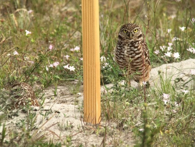 Burrowing Owl - Robert Paul (Camp)