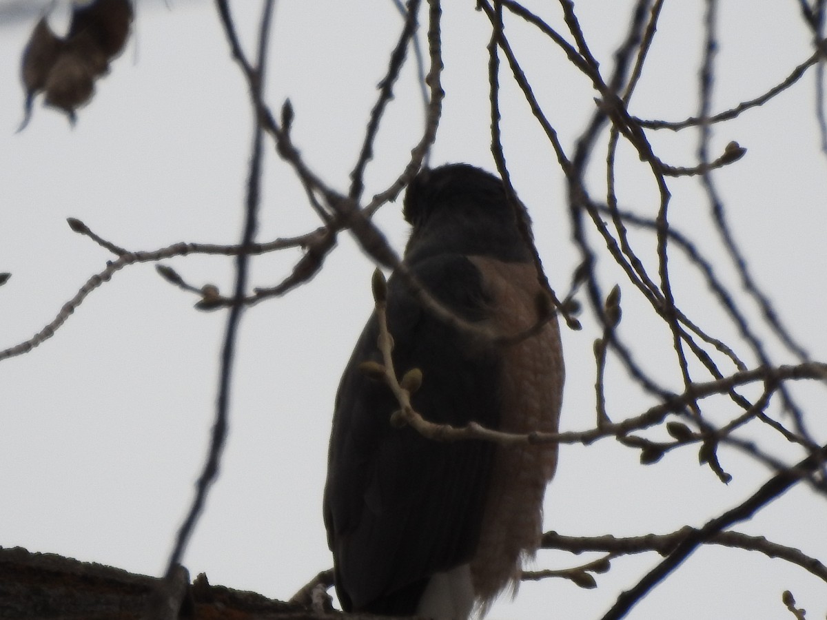 Cooper's Hawk - ML142924281