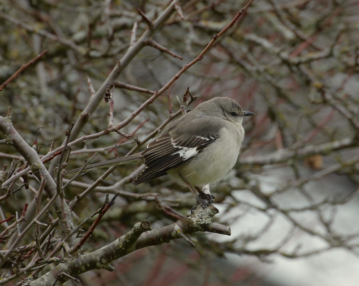 Northern Mockingbird - maxine reid