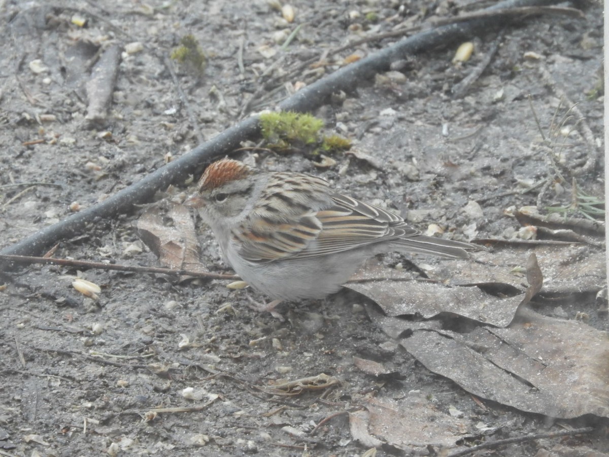 Chipping Sparrow - Jeff Harding