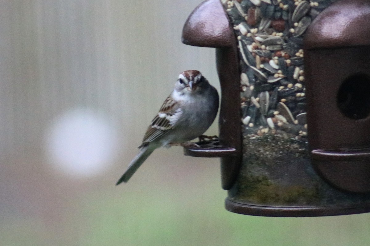 Chipping Sparrow - ML142927391