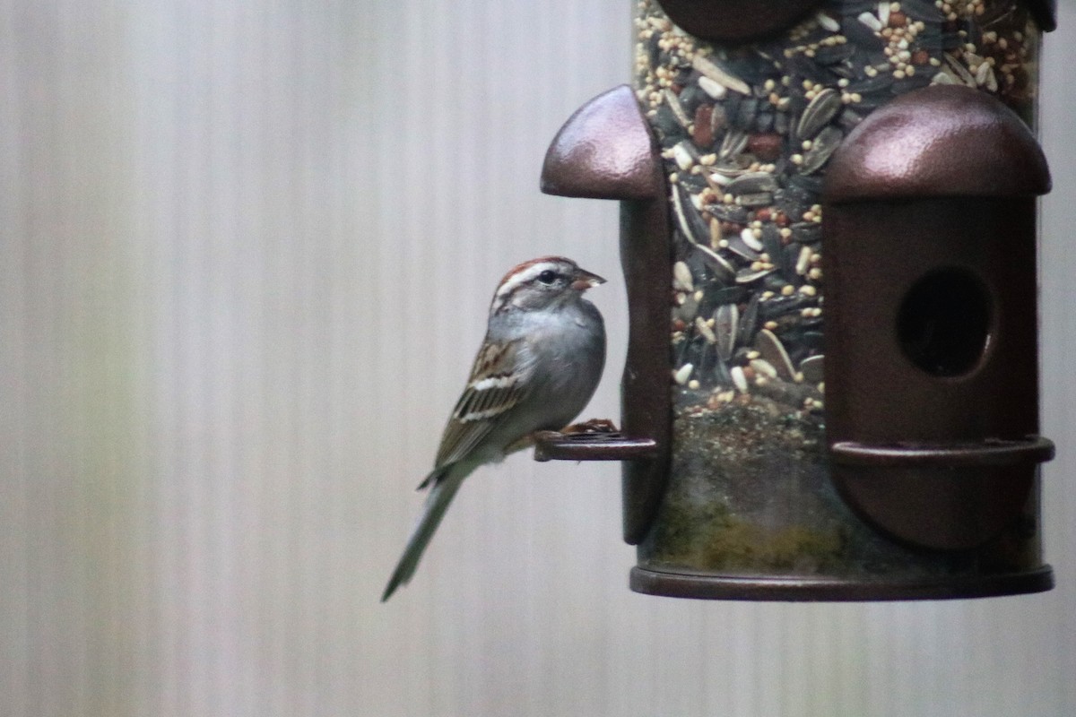 Chipping Sparrow - ML142927411