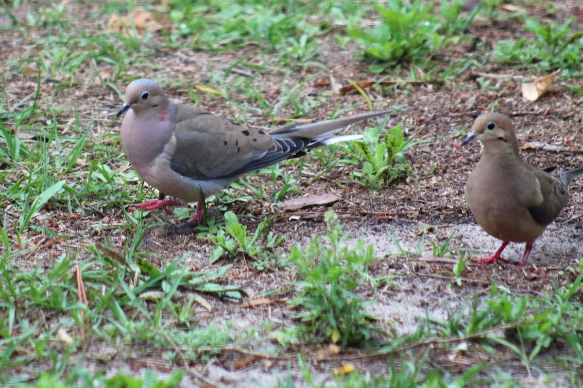 Mourning Dove - ML142927921