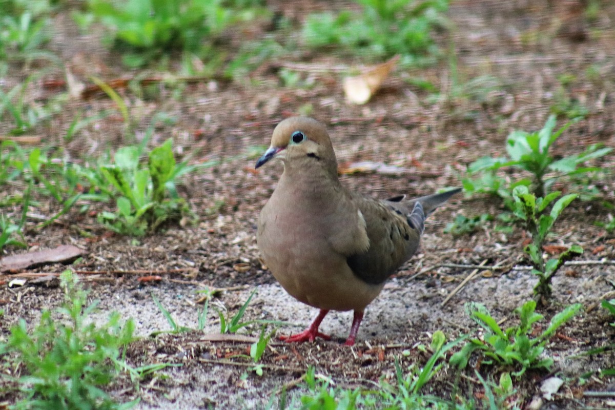 Mourning Dove - ML142927941