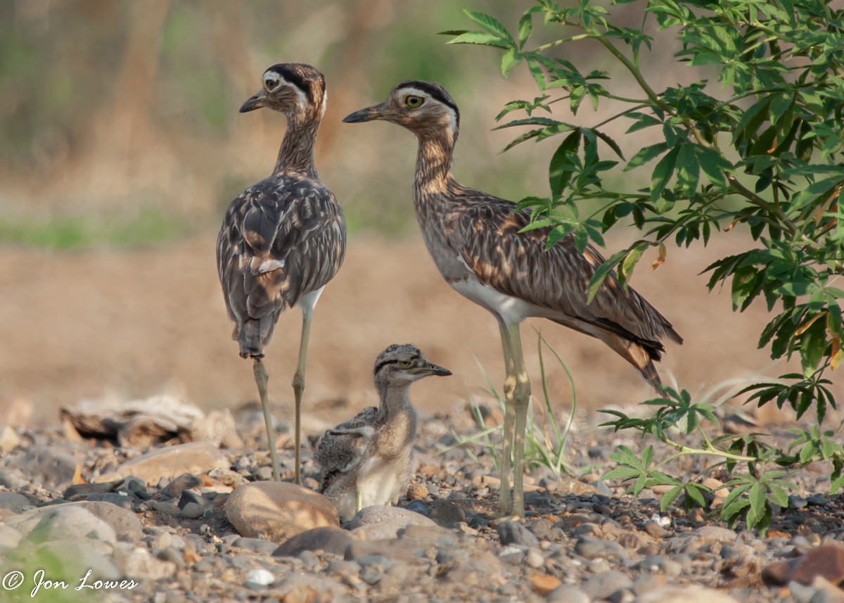 Double-striped Thick-knee - ML142928251