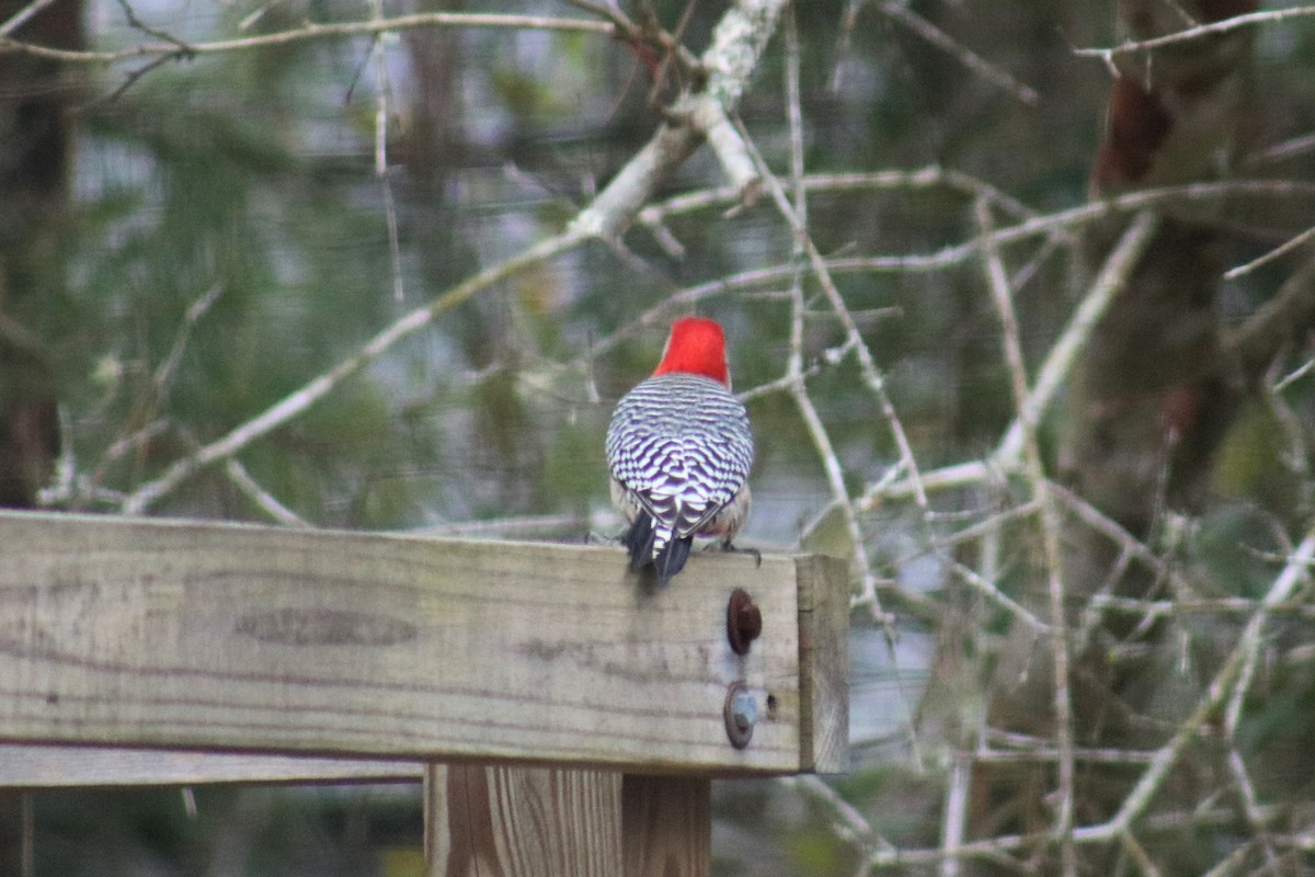 Red-bellied Woodpecker - ML142928561