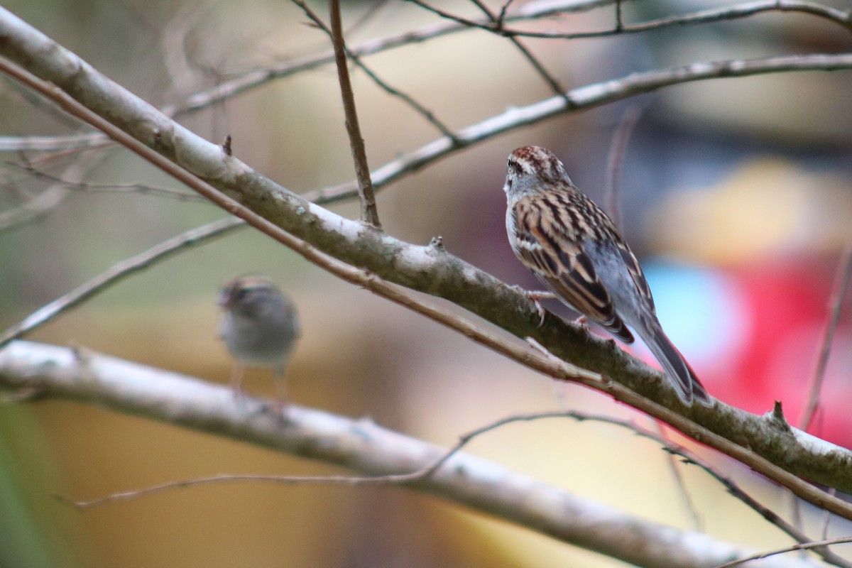 Chipping Sparrow - ML142928651