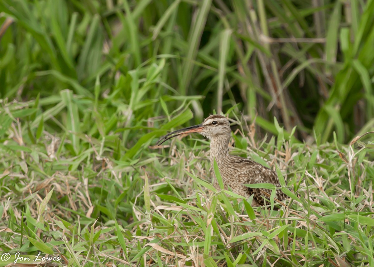 Whimbrel (Hudsonian) - Jon Lowes