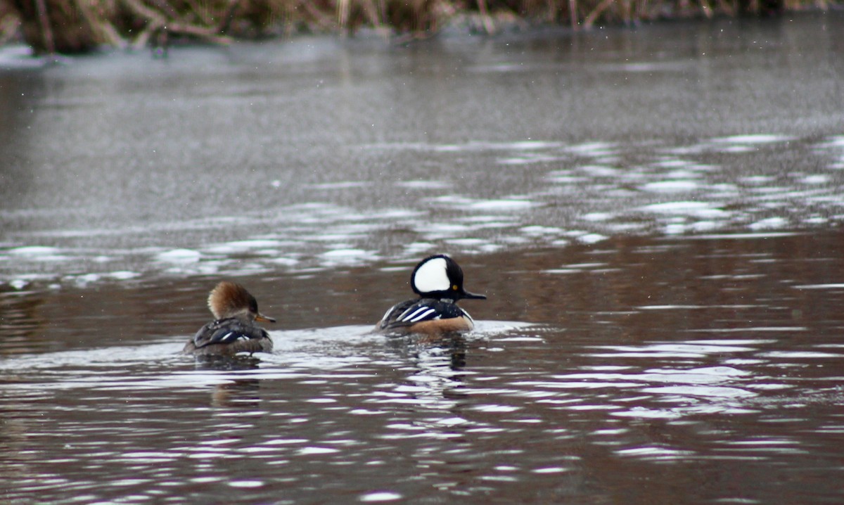 Hooded Merganser - ML142931251