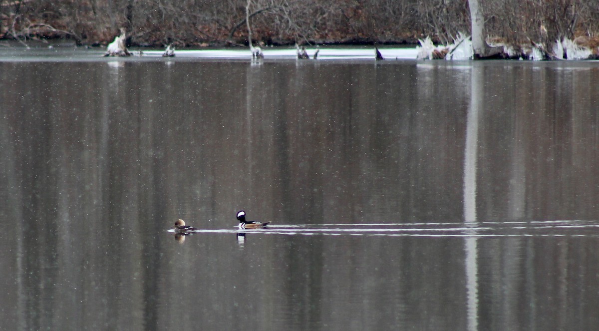 Hooded Merganser - ML142931621
