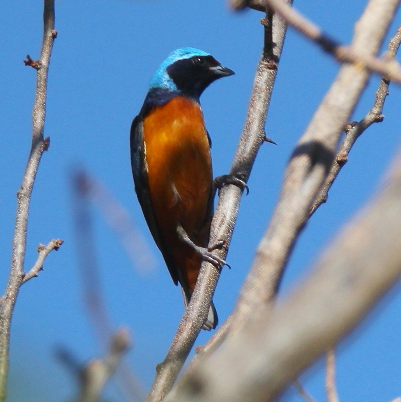 Elegant Euphonia - ML142933091