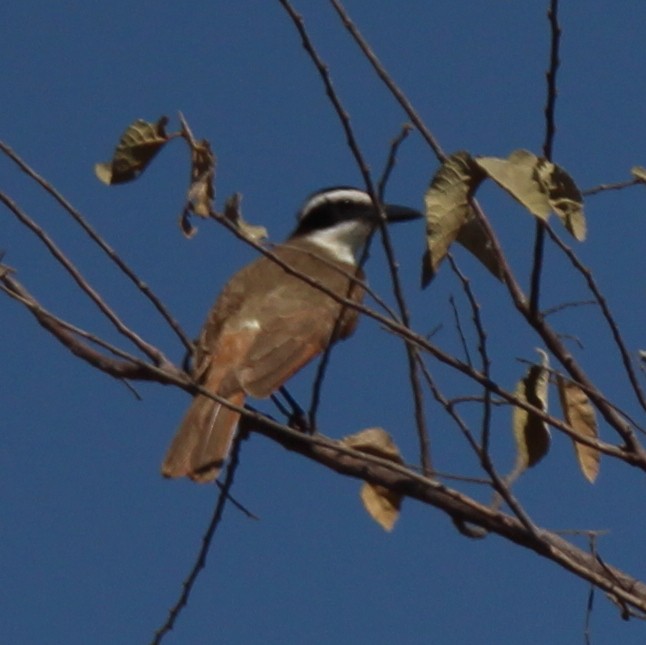 Boat-billed Flycatcher - ML142933131