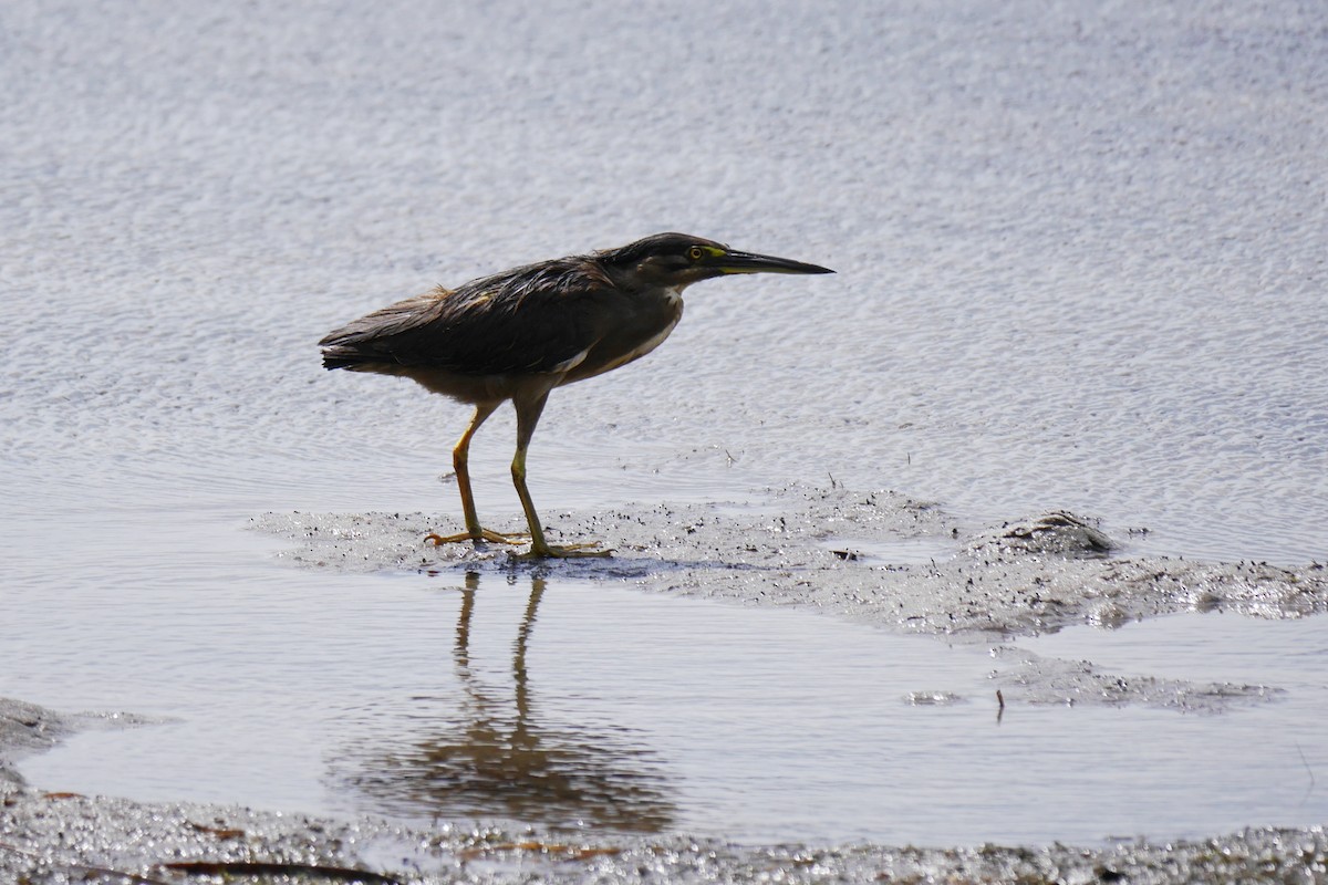 Striated Heron - ML142933231