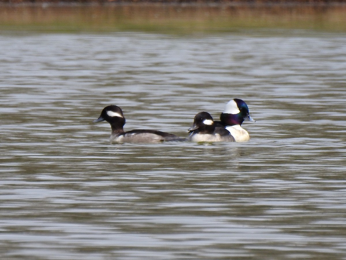 Bufflehead - bob butler