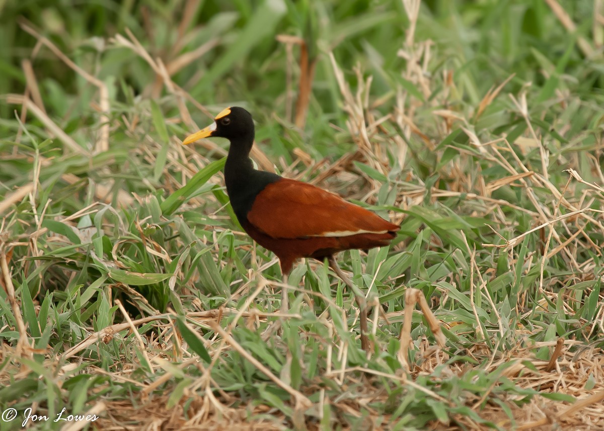 Northern Jacana - ML142933371