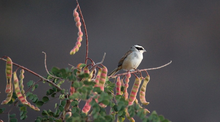 Stripe-headed Sparrow - Paul Lewis