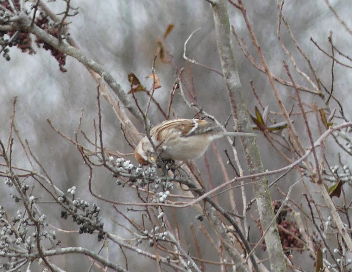 American Tree Sparrow - ML142934921