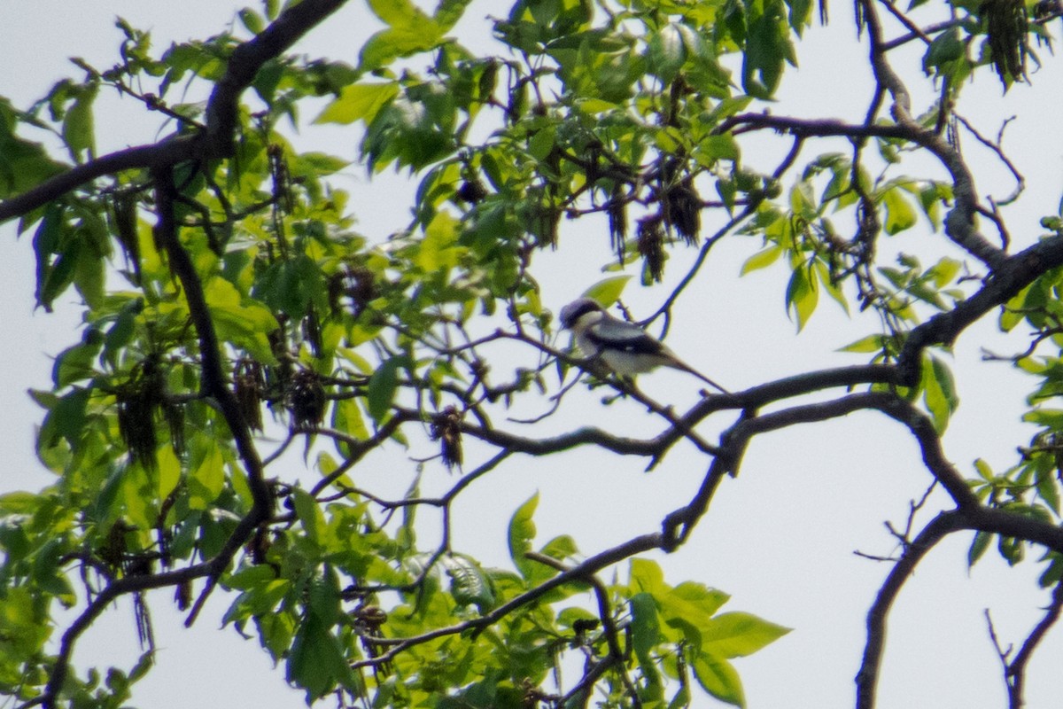 Loggerhead Shrike - ML142935581