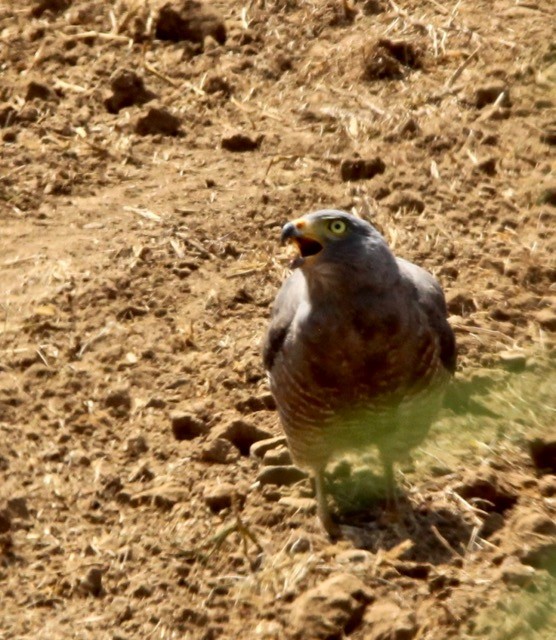 Roadside Hawk - ML142935721