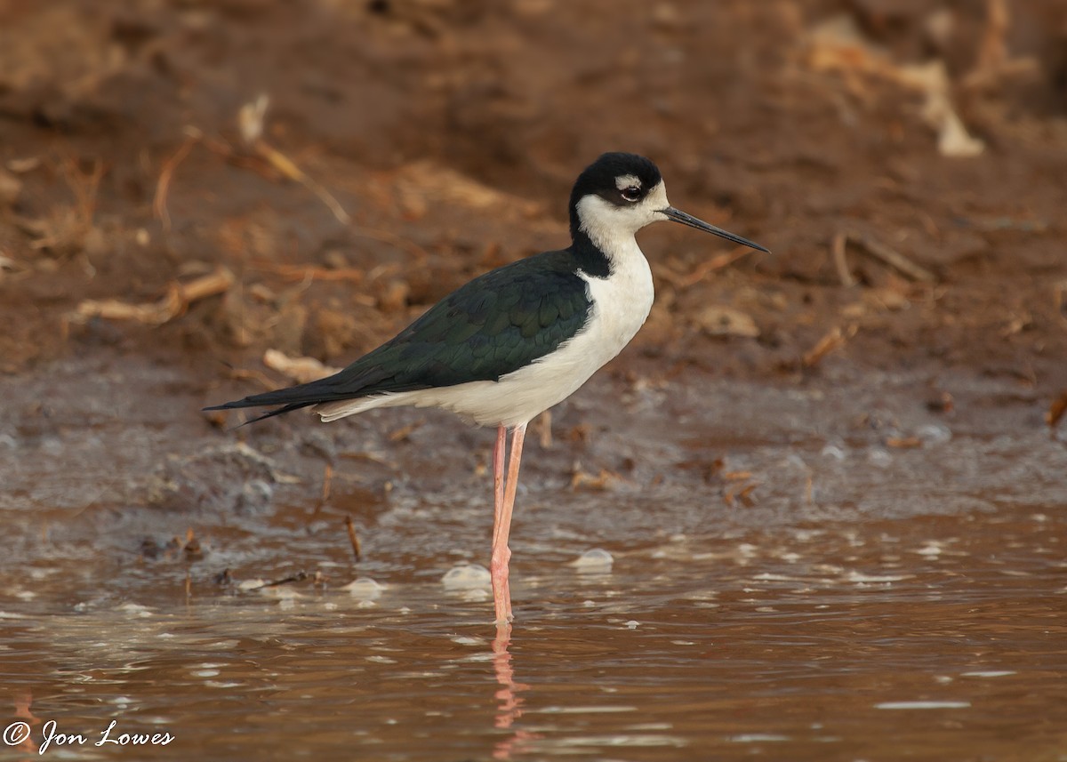 svartkronestylteløper (mexicanus) - ML142936411