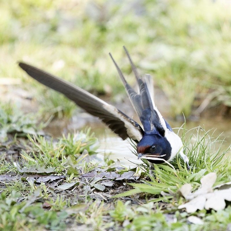 Barn Swallow - ML142936521