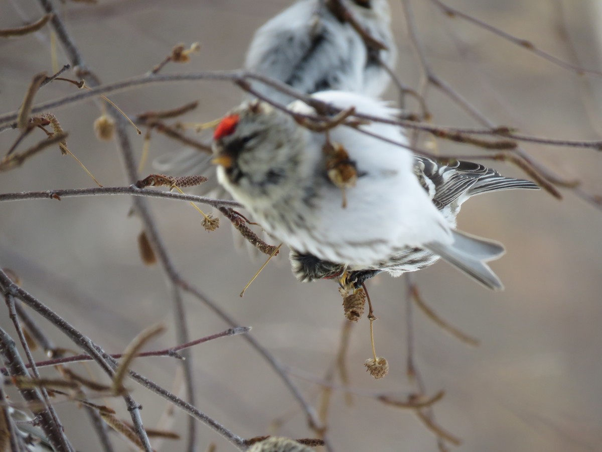 Hoary Redpoll - ML142938141