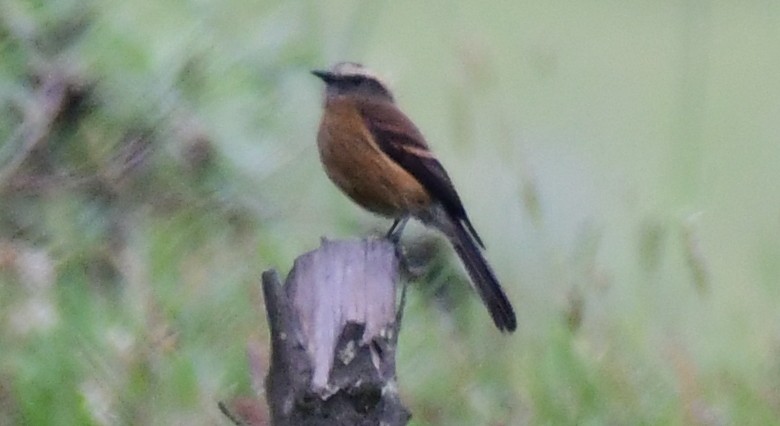 Brown-backed Chat-Tyrant - ML142939271