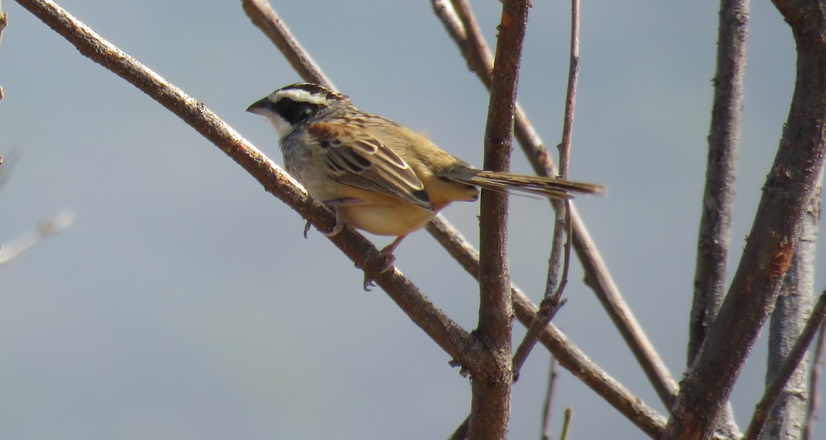 Stripe-headed Sparrow - ML142939291