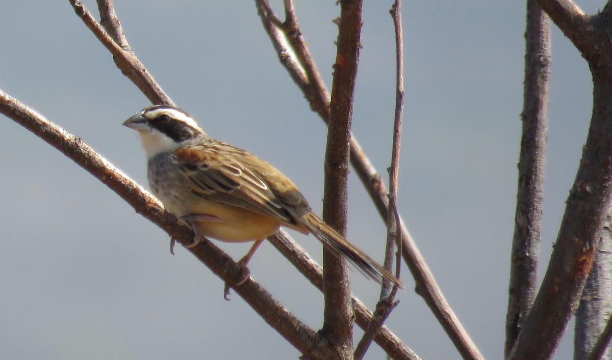 Stripe-headed Sparrow - ML142939301