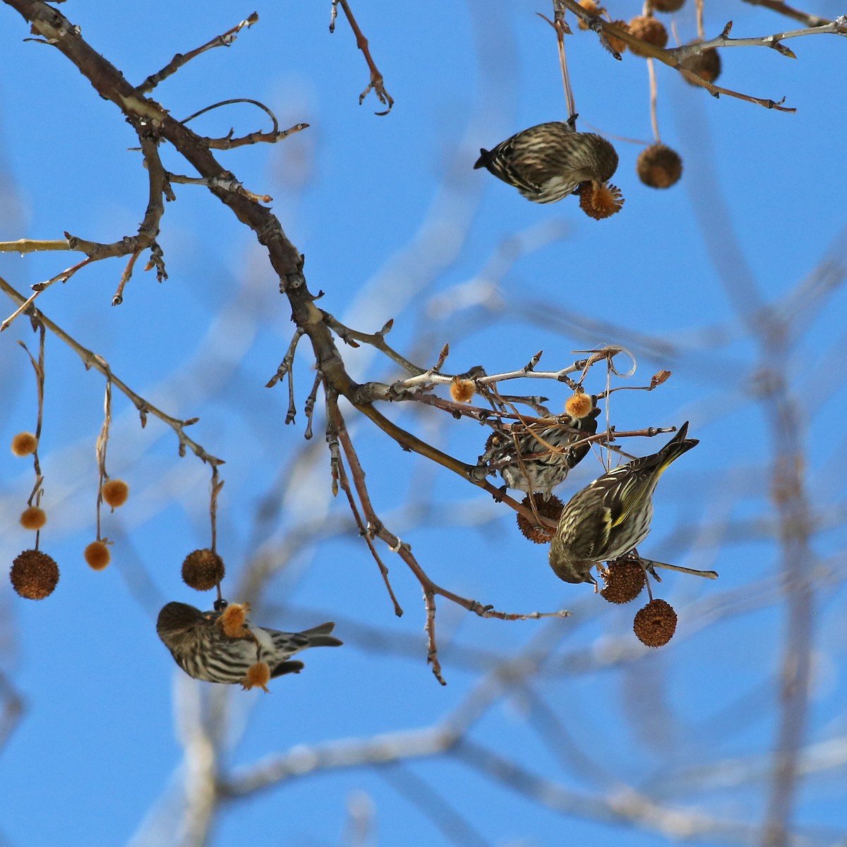 Pine Siskin - ML142939671