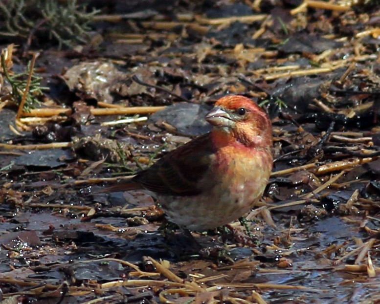 Purple Finch - ML142940751