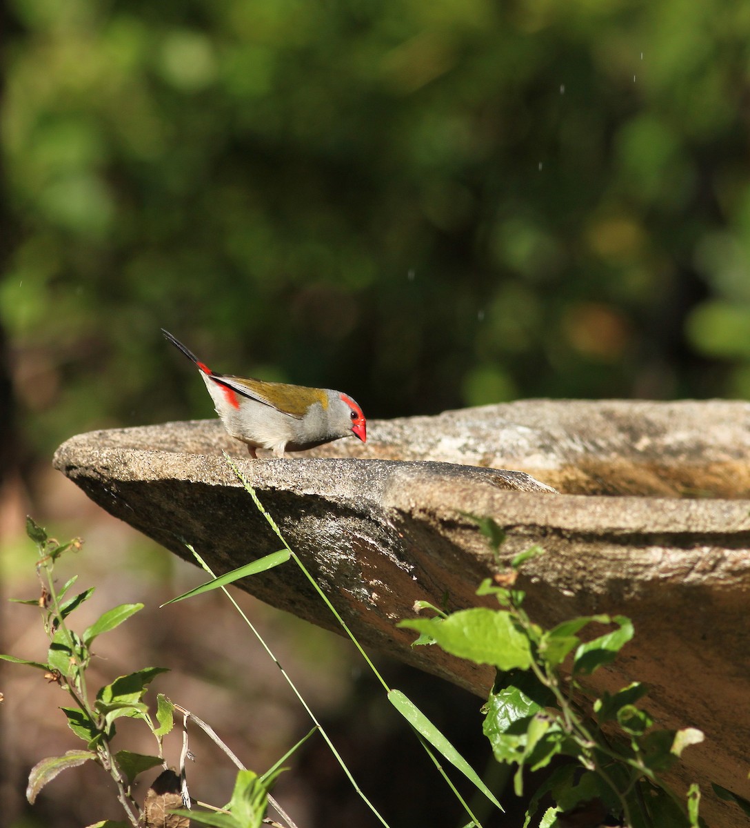 Red-browed Firetail - ML142941221