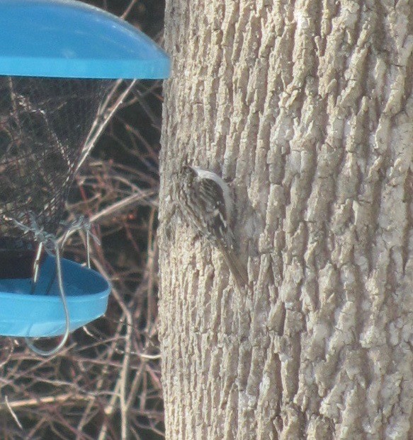 Brown Creeper - Tressie Dutchyn