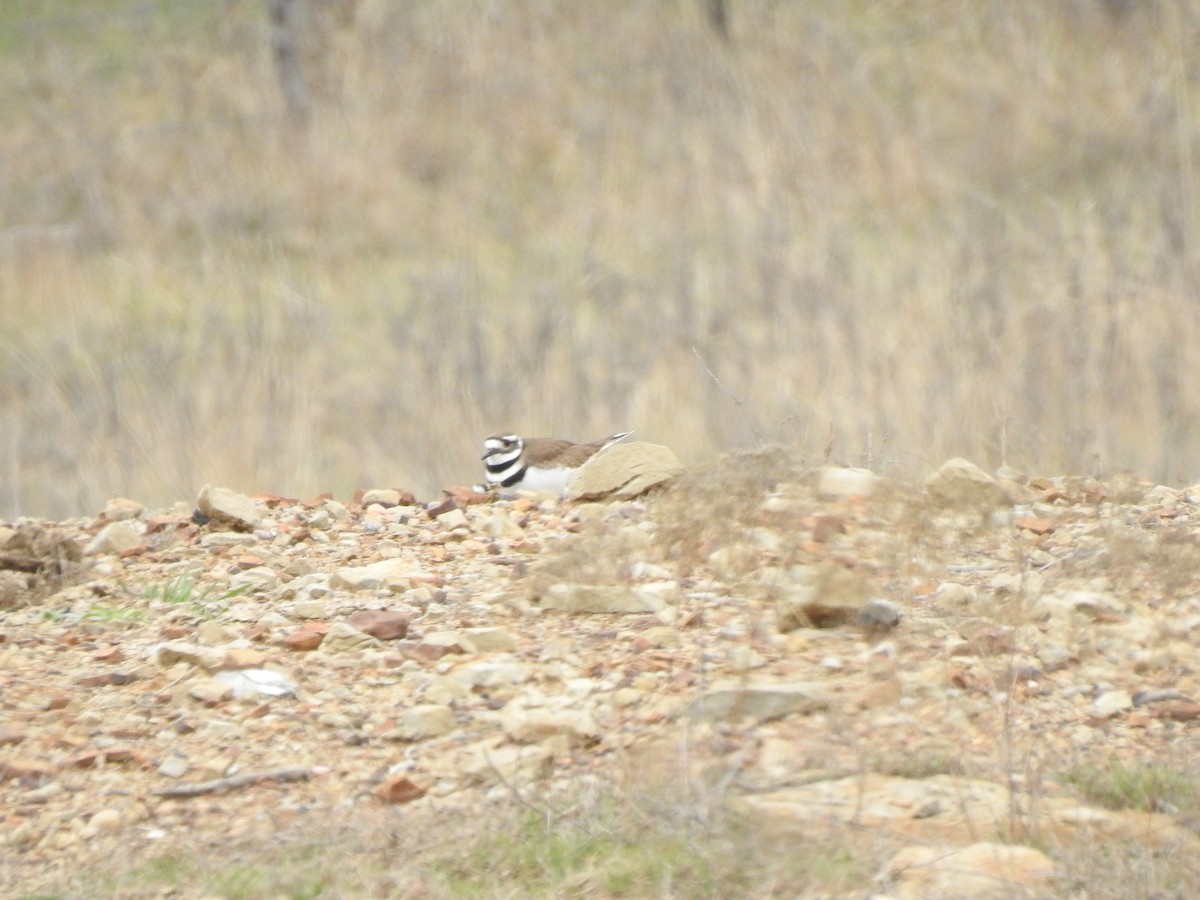 Killdeer - ML142943051