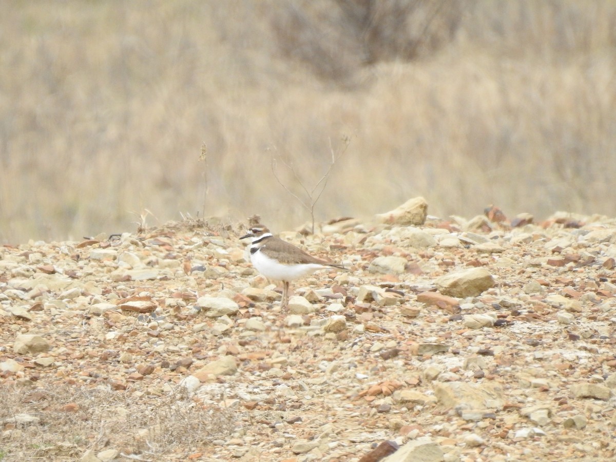 Killdeer - ML142943071