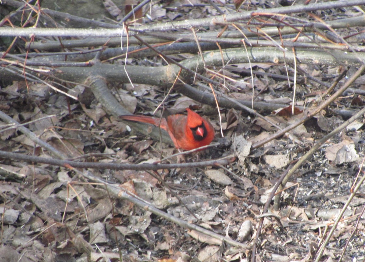 Northern Cardinal - Tressie Dutchyn