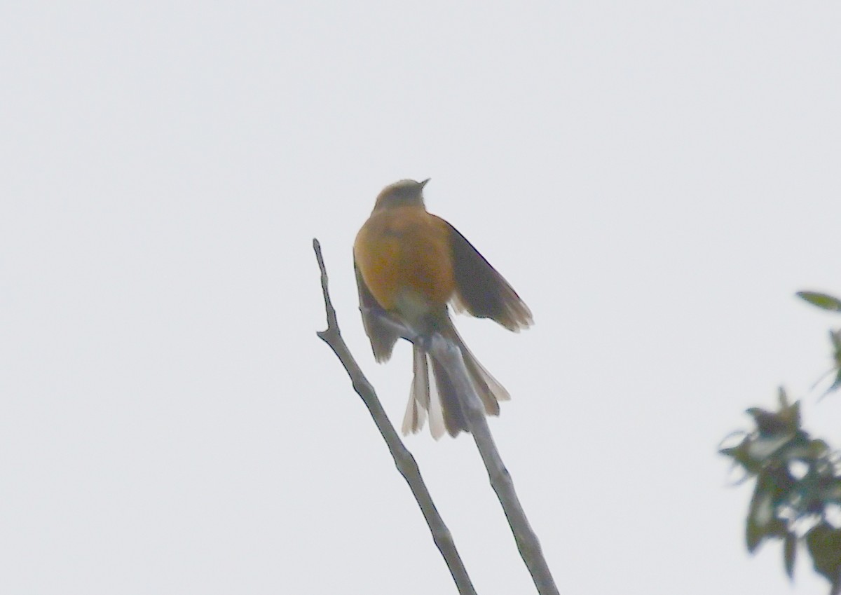 Brown-backed Chat-Tyrant - ML142950401