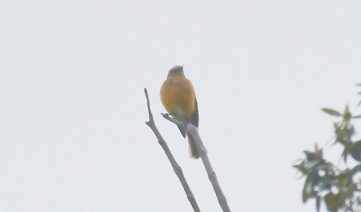 Brown-backed Chat-Tyrant - ML142950411