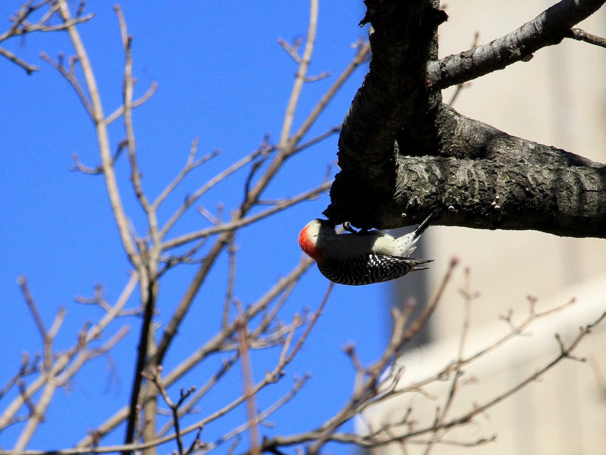 Red-bellied Woodpecker - ML142951541
